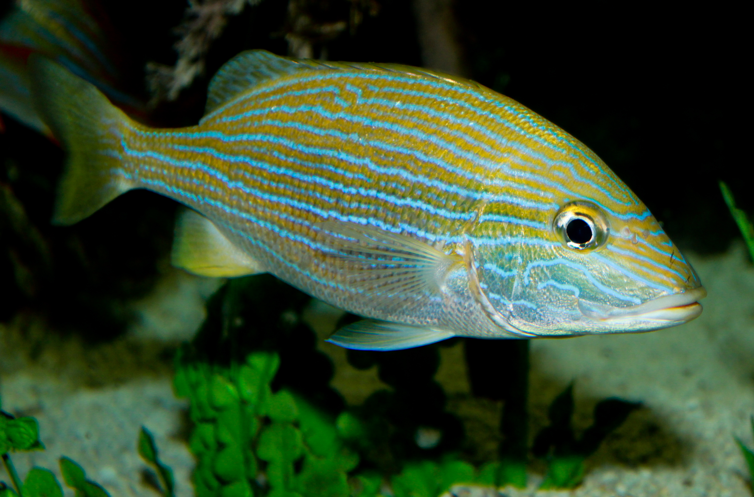 A blue-striped grunt in side profile, with narrow horizontal blue stripes running across its yellow-green body.